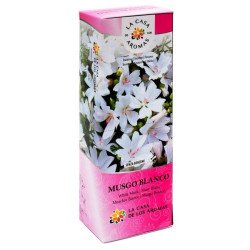 ENCENS MOUSSE BLANCHE (0,42 € COLIS) PACK 6 COLIS LA MAISON DES ARÔMES